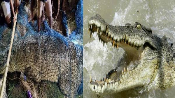 बटेश्वर स्थान से लेकर घोघा तक मगरमच्छ का विचरण