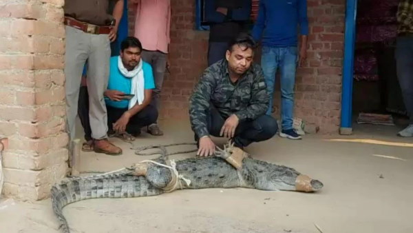 हमलावर और एग्रेसिव था मगरमच्छ