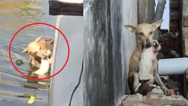 ‘इंसानों को जानवरों से सीख लेनी चाहिए’ ‘इंसानों को जानवरों से सीख लेनी चाहिए’