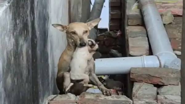 स्थानीय लोगों ने बनाया वीडियो स्थानीय लोगों ने बनाया वीडियो