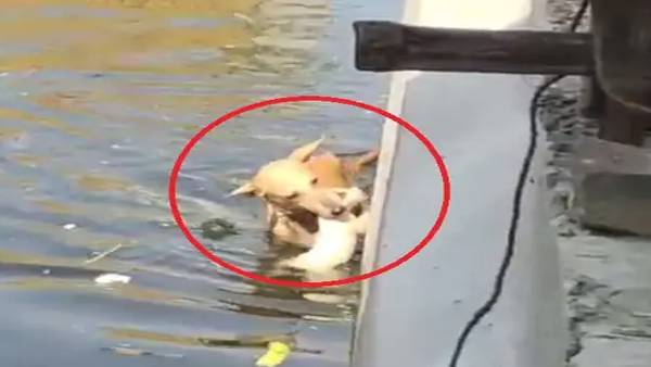 पपी को बचाने के लिए नाले में कूदी मां पपी को बचाने के लिए नाले में कूदी मां