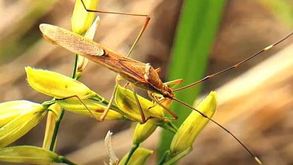 क्या होते हैं गंधी कीट, कैसे पहुंचाते हैं हानि क्या होते हैं गंधी कीट, कैसे पहुंचाते हैं हानि