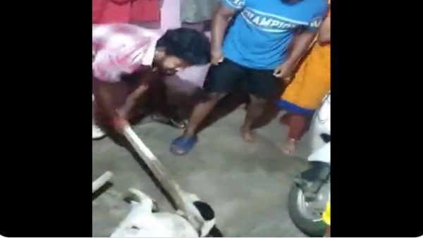 Bengaluru dog beaten Bengaluru dog beaten