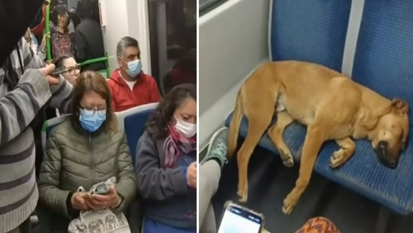 कुत्ते का दो सीटों पर कब्जा