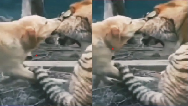 एक यूजर ने कहा, मेरी पत्नी हरकत में है