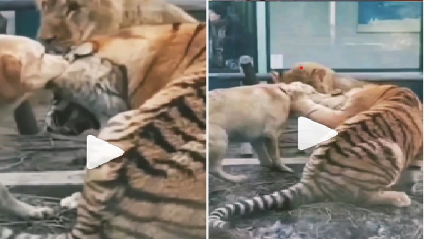 कुत्ते और बाघ की लड़ाई को चुपचाप देख रहा है शेर