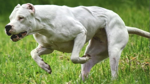 कुत्तों की नसबंदी को अनिवार्य कुत्तों की नसबंदी को अनिवार्य