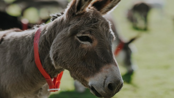 क्यों खाते हैं आंध्र प्रदेश में लोग गधे का मांस? 