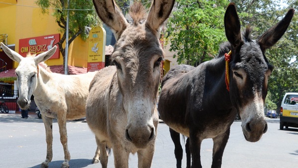 आंध्र प्रदेश के किन जिलों में खाया जाता गधे का मांस 