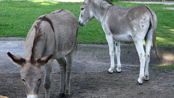 जानें क्‍यों खा रहे लोग गधे का मांस 