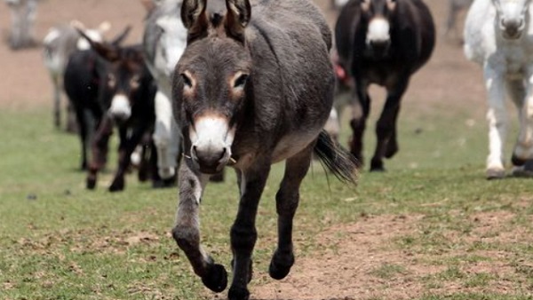 भारत या आंध प्रदेश में गधे के मांस खाने पर क्या सजा है? 