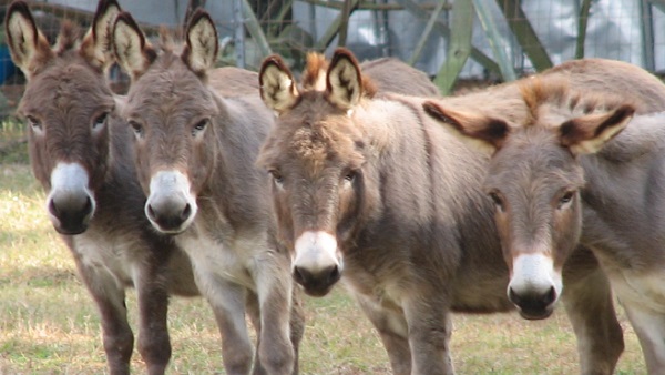 आंध्र प्रदेश में घट रही है गधों की आबादी 