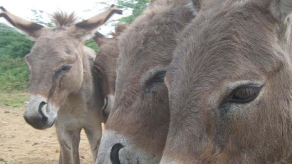 PETA India का क्या है कहना