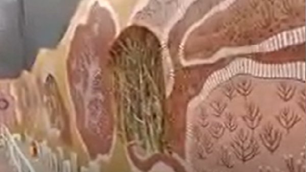 मंडप के जरिए मृदा संरक्षण का संदेश मंडप के जरिए मृदा संरक्षण का संदेश