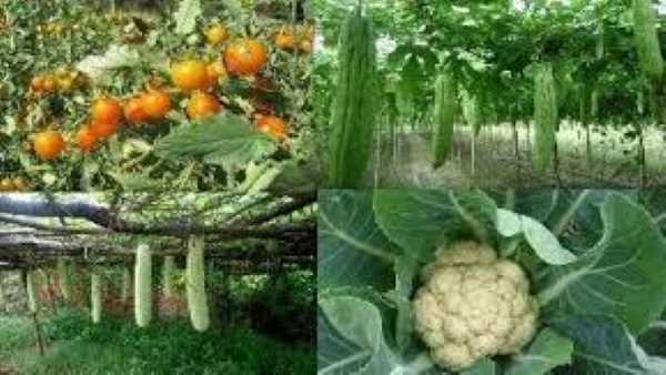 धान के अलावा फूलों और सब्जियों की हो रही खेती