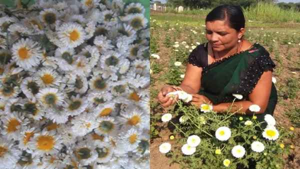 कोरोना काल में फूलों की खेती हुई थी प्रभावित, फिर लौटे किसान