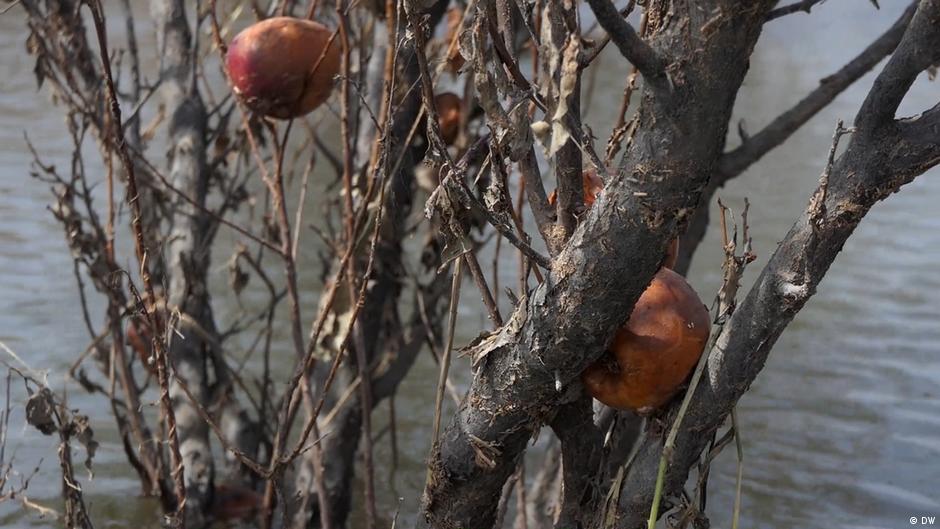 बाढ़ में तबाह सेब के बाग