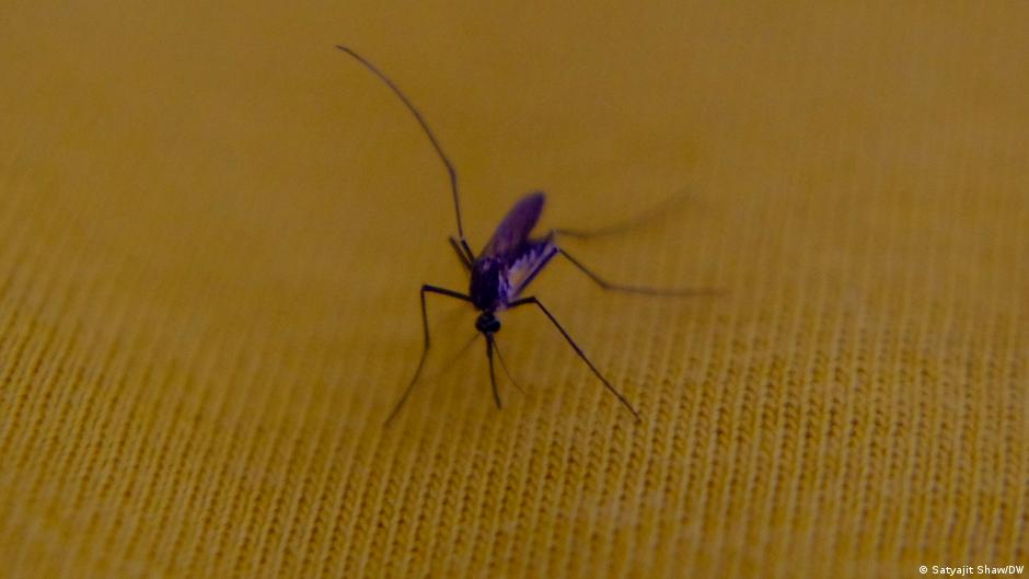 कुछ लोगों के त्वचा की गंध मच्छरों को लुभाती है