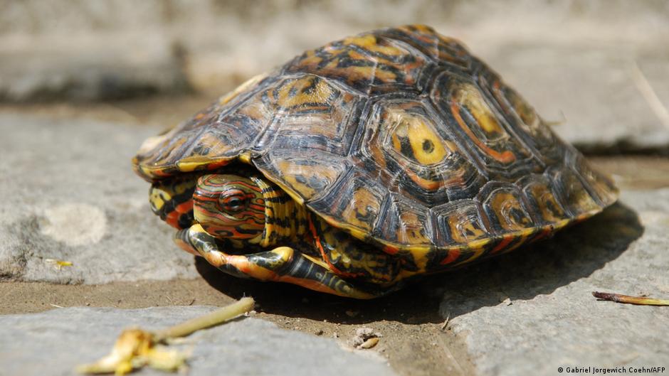 Provided by Deutsche Welle Provided by Deutsche Welle