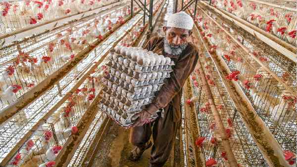 23% लोग अंडे तो खाते हैं, लेकिन बाकी नॉन वेज से परहेज है