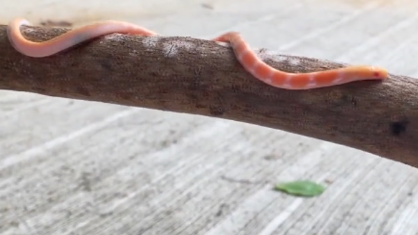 पकड़े गए एल्बिनो सांप की लंबाई करीब 1 फुट है