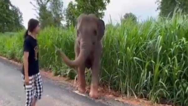 हाथी के बच्‍ची को आर्शीवाद मिला
