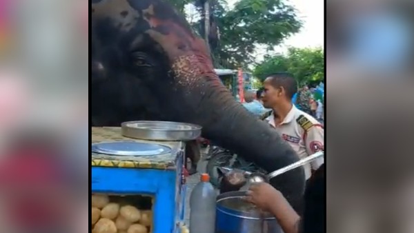 सूंड पर रखा गोलगप्पा और फिर गप्प कर गया हाथी