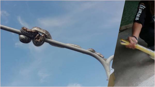 सांप से परेशान बैंकॉक की जनता