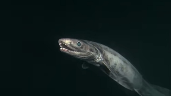 इतने लंबे समय तक कैसे रही जिंदा?