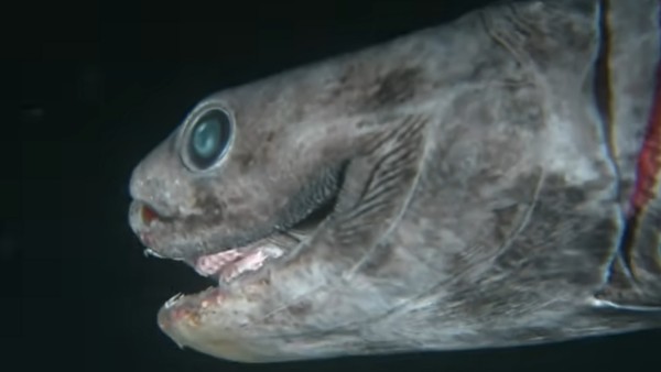 4200 फीट की गहराई तक रहती है शार्क