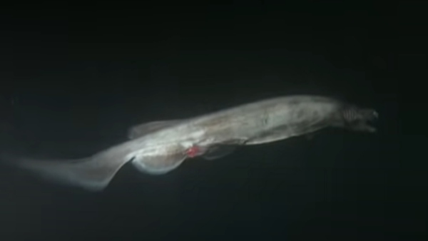 6.4 फीट तक लंबा शरीर, 300 दांतों का जबड़ा