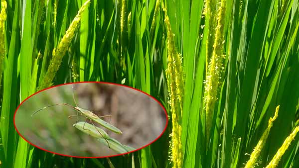 एक मादा कीट 250 से 300 अंडे देती है एक मादा कीट 250 से 300 अंडे देती है