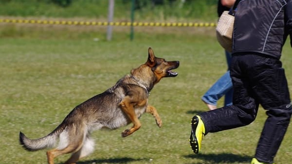 भोपाल से बड़े भाई ने भेजा था डॉग