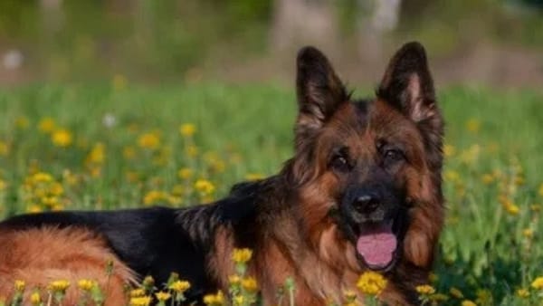 इससे पहले भी घायल को नाखून और दांतों से जख्मी कर चुका था