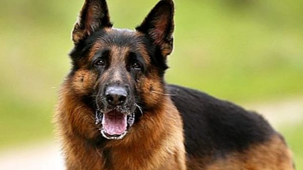 लखनऊ में एक पालतू पिटबुल कुत्ते ने अपनी मालकिन की ही जान ले ली