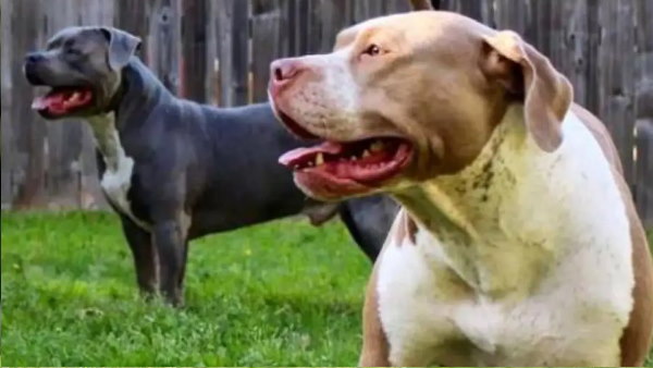 दो महीने के अंदर करानी होगी नसबंदी दो महीने के अंदर करानी होगी नसबंदी