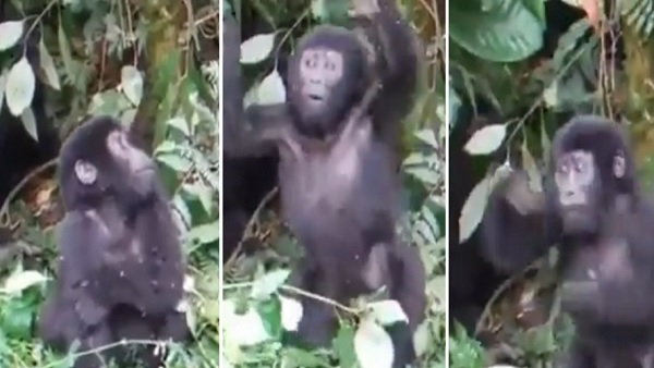 लोगों का दिल जीत रहा वीडियो