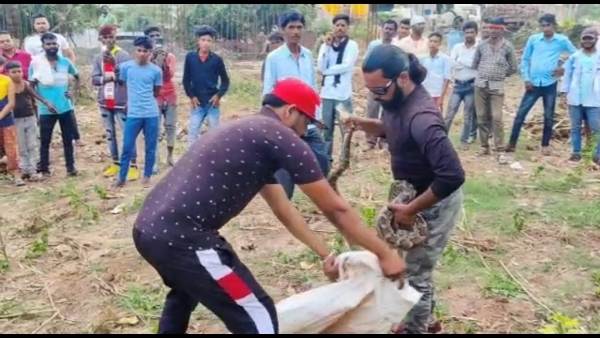 पिछले दिनों एक खेत में निकला था अजगर