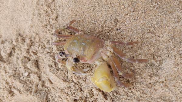 मैं केकड़े से अपनी बेटी का बदला लेना चाहता था मैं केकड़े से अपनी बेटी का बदला लेना चाहता था