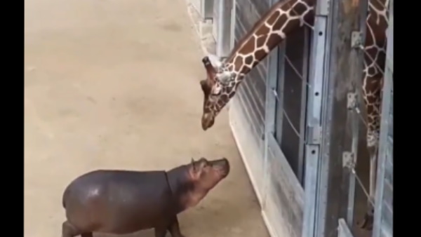 कई दफा फंस जाते हैं बेजुबान जानवर