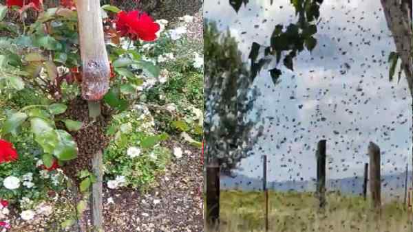 मधुमक्खियां और वायुमंडलीय इलेक्ट्रिक फिल्ड