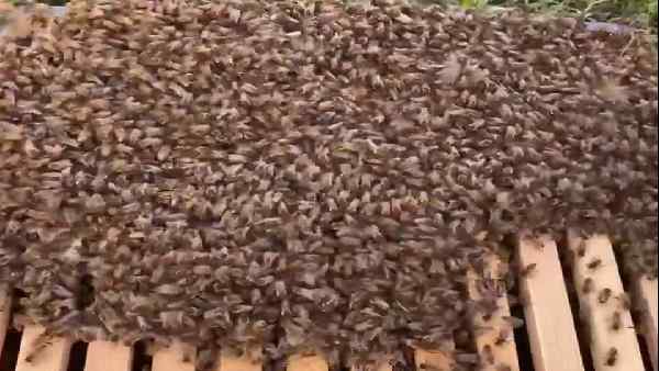 मधुमक्खियों के झुंड से विद्युत ऊर्जा