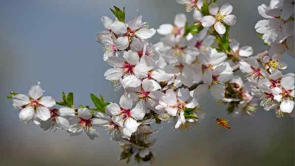 मधुमक्खियों के झुंड से 1,000 वोल्ट का करंट