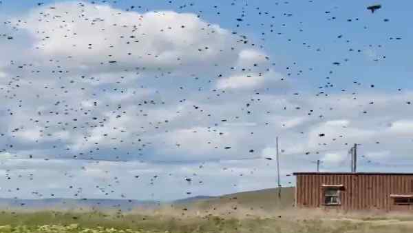 क्या मधुमक्खियों के बारे में ये सारी बातें जानते हैं ?