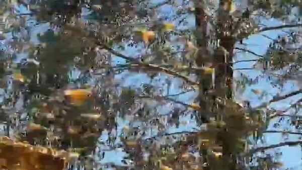 शीत युद्ध के दौरान मधुमक्खियों की वजह विवाद बढ़ा