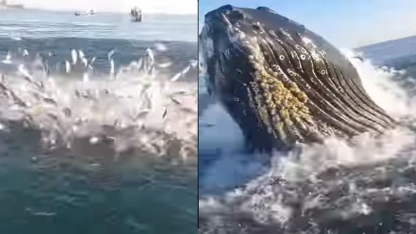 हंपबैक व्हेल के अटैक का Video वायरल हंपबैक व्हेल के अटैक का Video वायरल