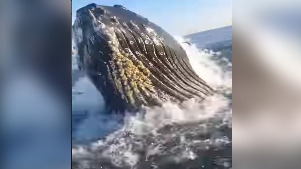 बड़ा सा मुंह खोलकर हमला करने की कोशिश बड़ा सा मुंह खोलकर हमला करने की कोशिश