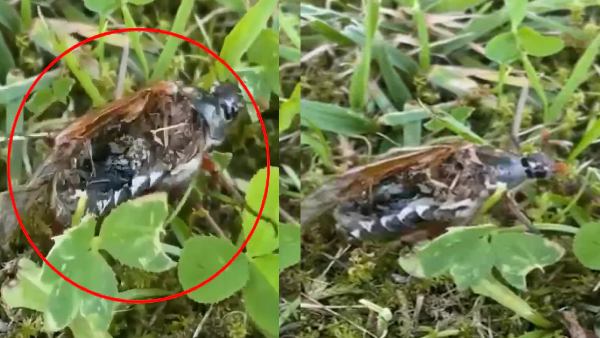 मरने के बाद भी चलने लगा कीड़ा