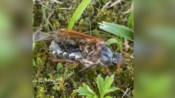 क्या जॉम्बी ने की कीड़े में एंट्री?