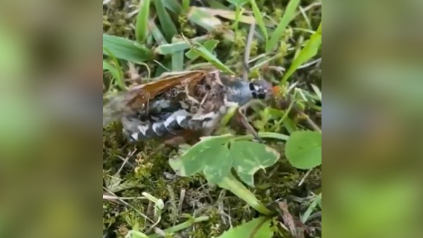  धरती पर मौजूद है पैरासाइट